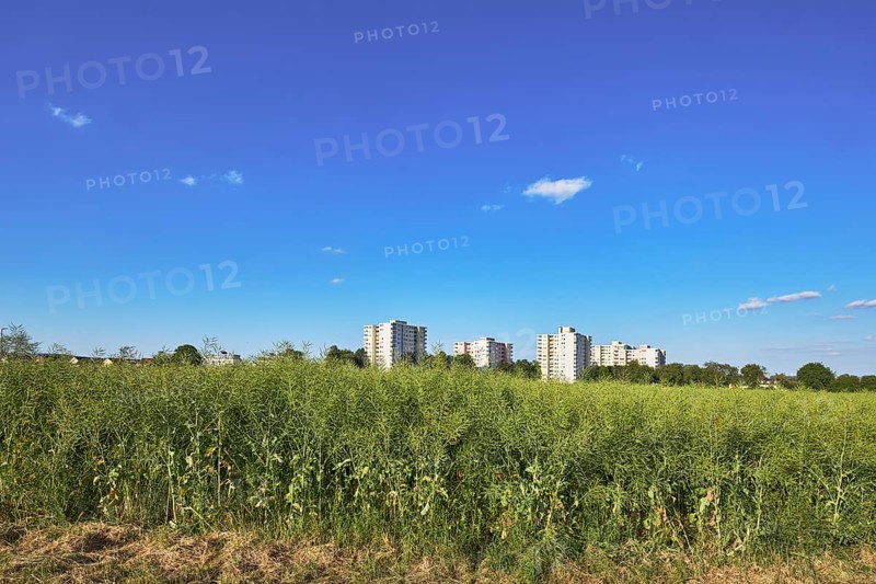 Rapeseed (Brassica napus), olive fruit, field, skyscrapers, residential buildings, view of skyscrapers on NiederhöchstÃ¤dter StraÃŸe, trees, blue sky, cumulus clouds, Steinbach, Taunus, Hochtaunus, Hesse, Germany