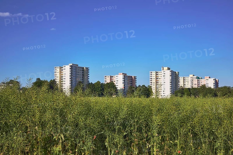 Rapeseed (Brassica napus), olive fruit, field, skyscrapers, residential buildings, view of skyscrapers on NiederhöchstÃ¤dter StraÃŸe, trees, blue sky, Steinbach, Taunus, Hochtaunuskreis, Hesse, Germany