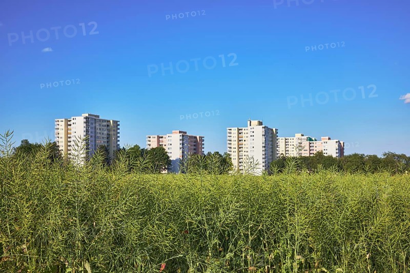 Rapeseed (Brassica napus), olive fruit, field, skyscrapers, residential buildings, view of skyscrapers on NiederhöchstÃ¤dter StraÃŸe, trees, depth of focus with blurred background, blue sky, Steinbach, Taunus, Hochtaunus, Hesse, Germany