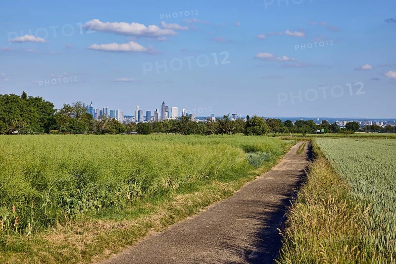 Fields, olive fruit, agricultural trail, rapeseed (Brassica napus), trees, skyline, haze, view of Frankfurt am Main, blue sky, cumulus clouds, Steinbach, Taunus, Hochtaunus, Hesse, Germany
