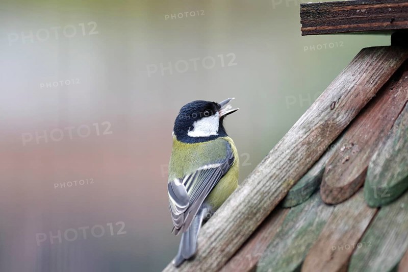 Great tit (Parus major), close-up, beak opened, The great tit sits on a birdhouse. The tongue is visible in the opened beak