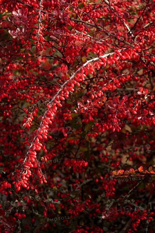 Barberry, autumn, Germany