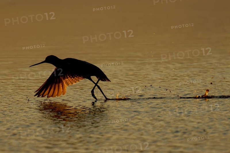 Spotted redshank (Tringa erythropus) silhouette of an adult wader bird running before taking off in a shallow lagoon at sunset, England, United Kingdom