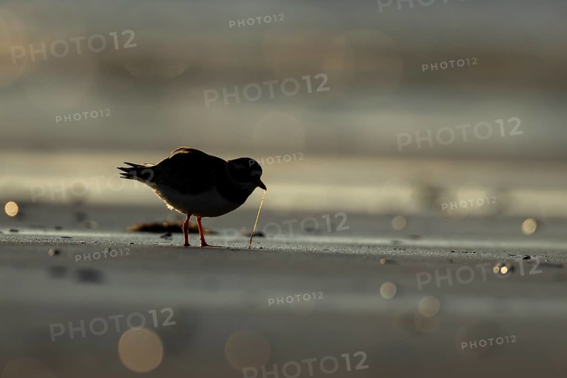 Ringed plover (Charadrius hiaticula) silhouette of an adult wader bird feeding on a worm on a beach at sunset, England, United Kingdom