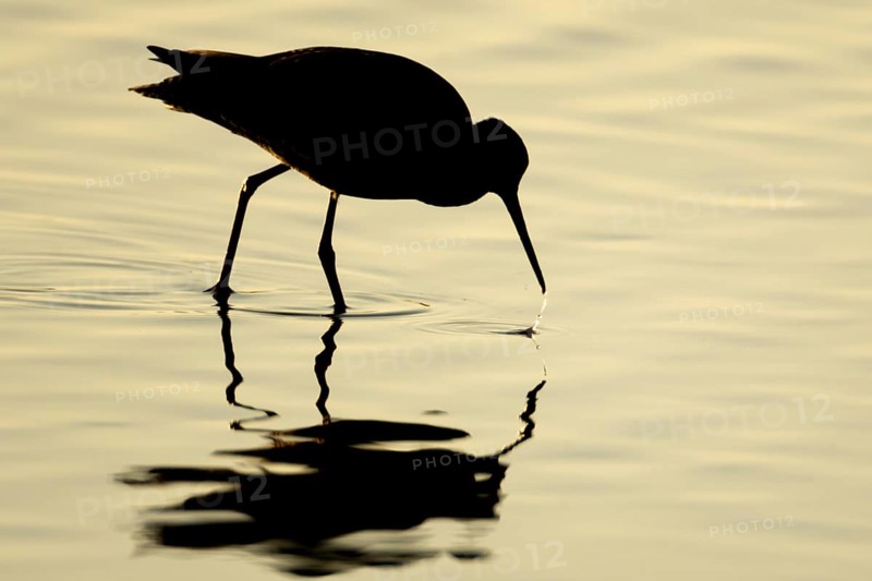 Spotted redshank (Tringa erythropus) silhouette of an adult wader bird feeding in a shallow lagoon at sunset, England, United Kingdom