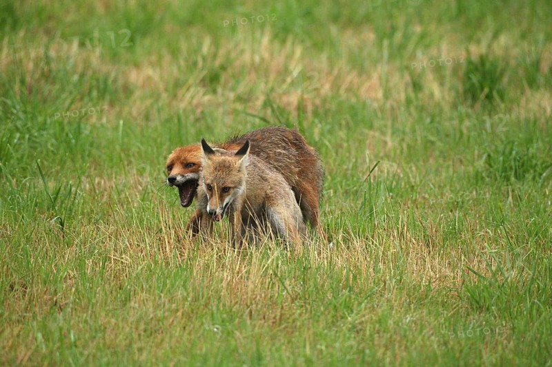 Red fox (Vulpes vulpes) male bites away weaned young, should finally become independent, mown meadow, light rain, Allgäu, Bavaria, Germany, Allgäu, Bavaria, Germany