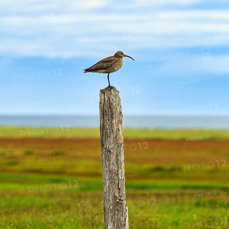 Whimbrel (Numenius phaeopus) on the lookout, birdwatching, Snæfellsnes Peninsula, Snaefellsnes, West Iceland, Iceland