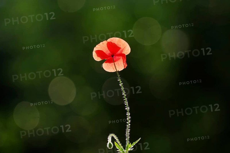 Poppy flower, backlight, Lans Flare, macro, beautiful, glow, red, hairy stem, North Rhine-Westphalia, Germany, A single poppy flower backlit against a dark background with flare spots