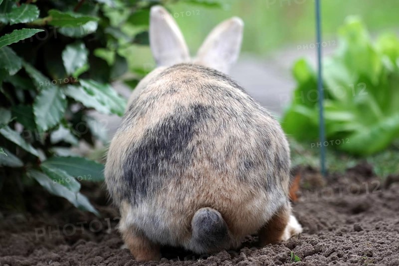 Domestic rabbit (Oryctolagus cuniculus domestica), rump, vegetable patch, funny, Germany, From behind you can see a rabbit sitting in a vegetable patch. It is looking at a head of lettuce
