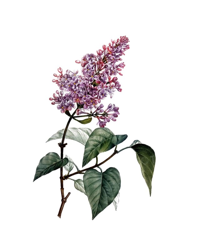 Common Lilac, Syringa vulgaris, after an illustration by Pierre Joseph Redoute, digitally restored reproduction of a 19th century original, Historical