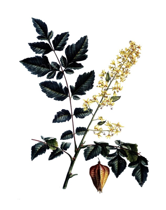 Golden rain tree, Koelreuteria paniculata, after an illustration by Pierre Joseph Redoute, digitally restored reproduction of an original from the 19th century, Historical