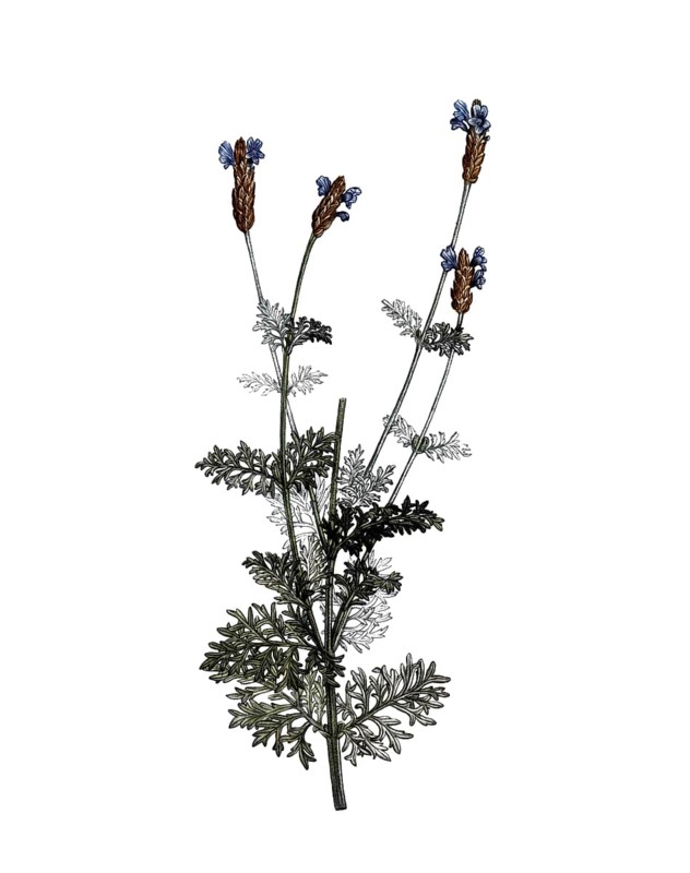 Crested Lavender, French Lavender, Lavandula stoechas, after an illustration by Pierre Joseph Redoute, digitally restored reproduction of a 19th century original, Historical