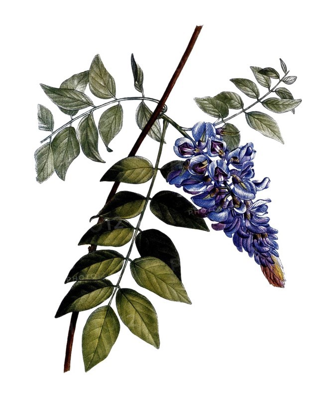 American blue rain, Glycine frutescens, after an illustration by Pierre Joseph Redoute, digitally restored reproduction of a 19th century model, Historical