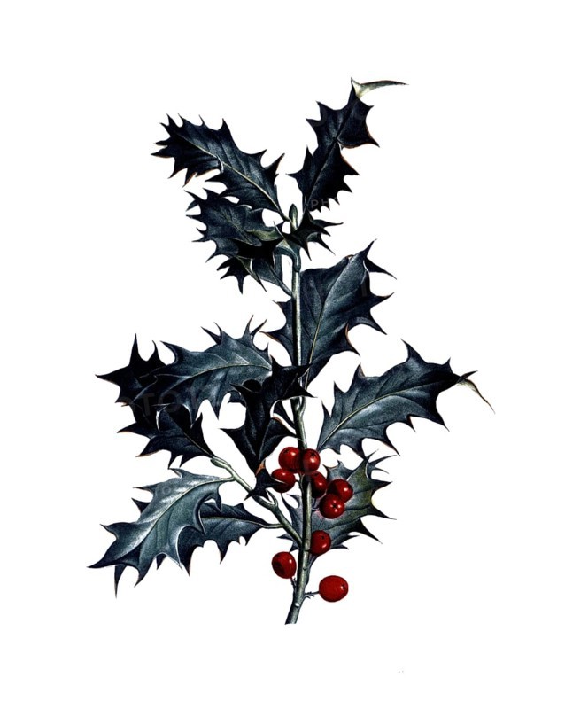 European holly, Ilex aquifolium, after an illustration by Pierre Joseph Redoute, digitally restored reproduction of an original from the 19th century, Historical