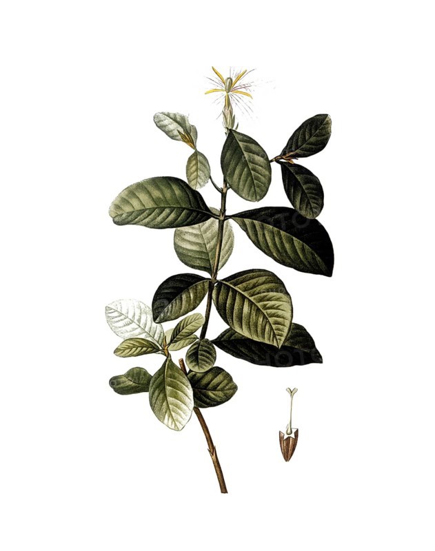 Gardenia, Gardenia florida, after an illustration by Pierre Joseph Redoute, digitally restored reproduction of an original from the 19th century, Historical