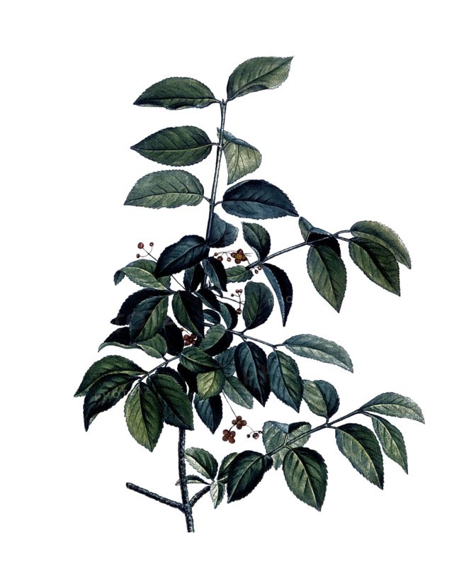 Warty spindle bush, Spindle, Euonymus verrucosus, after an illustration by Pierre Joseph Redoute, digitally restored reproduction of an original from the 19th century, Historical