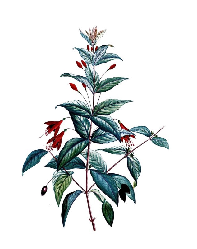 Scarlet Fuchsia, Fuchsia magellanica, after an illustration by Pierre Joseph Redoute, digitally restored reproduction of a 19th century model, Historical