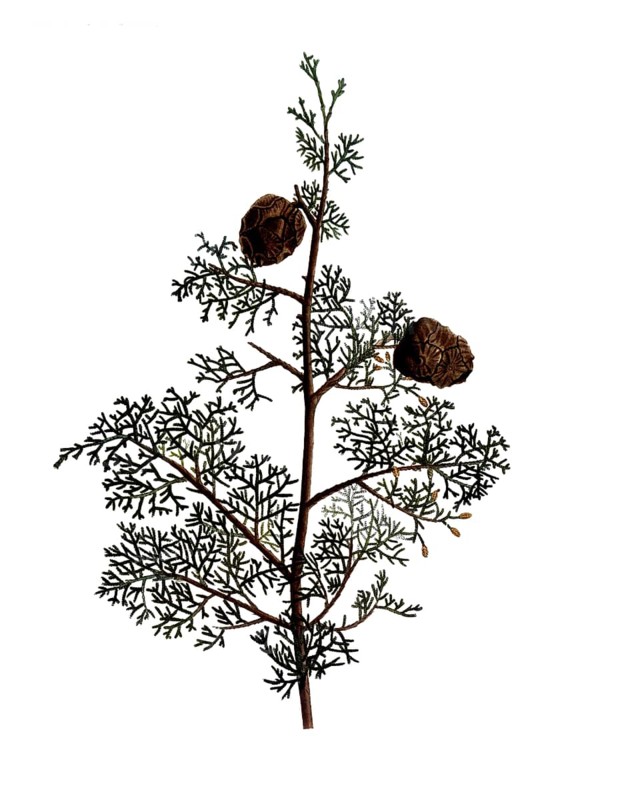 Mediterranean Cypress, Cupressus sempervirens, after an illustration by Pierre Joseph Redoute, digitally restored reproduction of an original from the 19th century, Historical