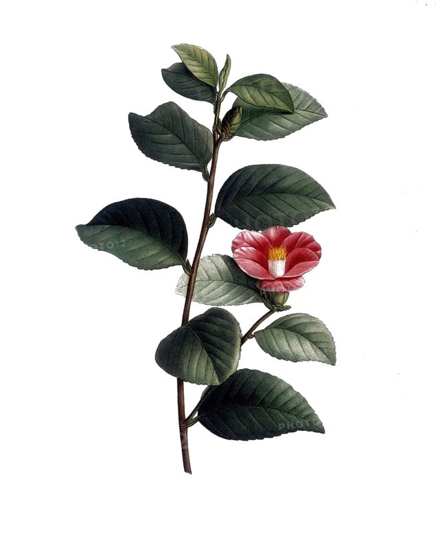 Japanese camellia, Camellia japonica, after an illustration by Pierre Joseph Redoute, digitally restored reproduction of a 19th century original, Historical