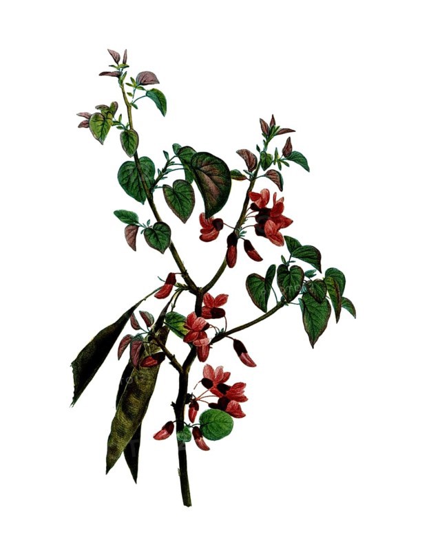 Judas Tree, Cercis siliquastrum, after an illustration by Pierre Joseph Redoute, digitally restored reproduction of a 19th century original, Historical