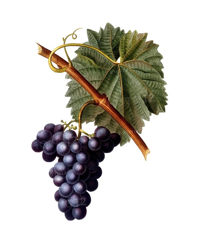 Vine, red wine, red grape, Common grape vine, Vitis vinifera, after an illustration by Pancrace Bessa, digitally restored reproduction of a 19th century original, Historical