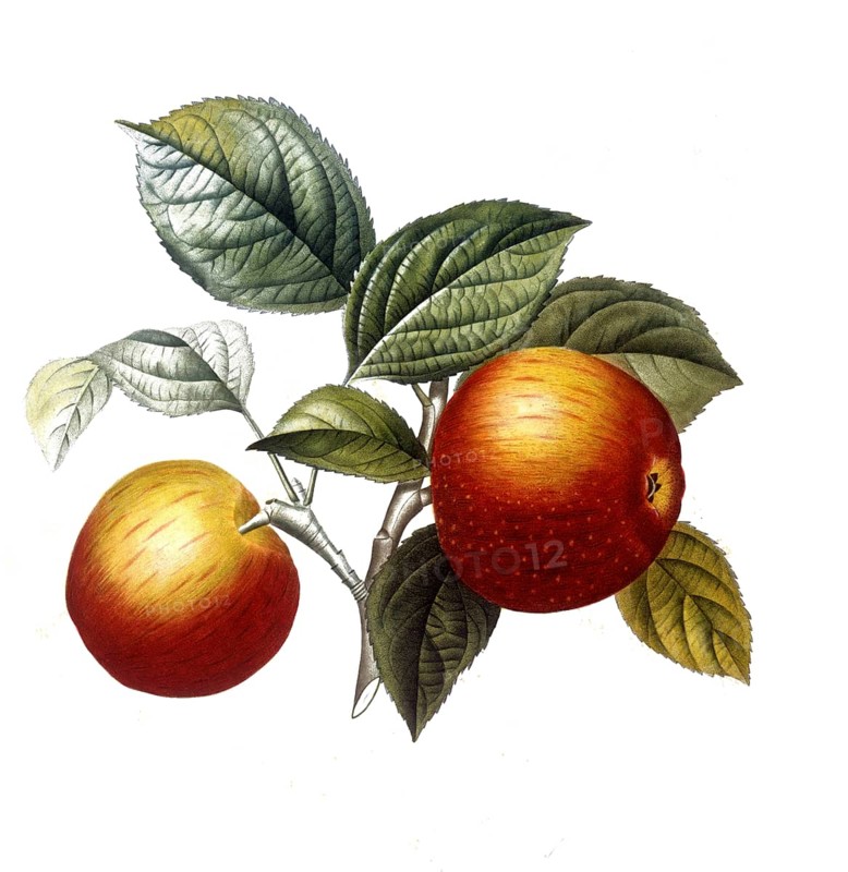 Apple of the Pomme de chataignier variety, after an illustration by Pierre Antoine Poiteau, digitally restored reproduction of a 19th century model, Historical