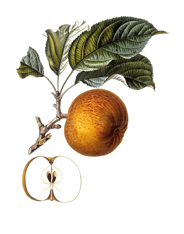 Apple of the Gros barbarie variety, after an illustration by Pierre Jean Francois Turpin, digitally restored reproduction of a 19th century original, Historical