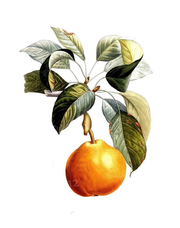 Pear of the Doyenne roux variety, after an illustration by Pierre Antoine Poiteau, digitally restored reproduction of a 19th century model, Historical