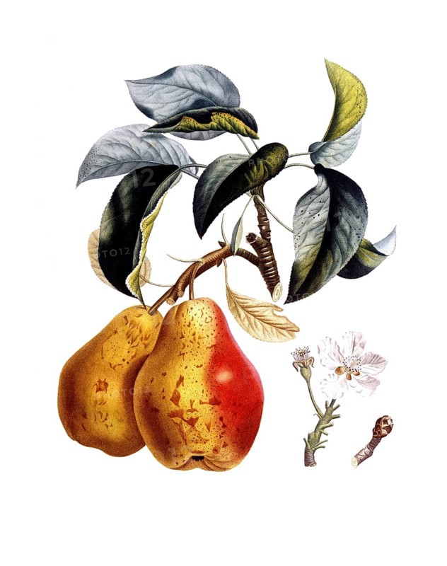 Pear of the Bezi de Chaumontel variety, Besi de Chaumontel, after an illustration by Pierre Antoine Poiteau, digitally restored reproduction of a 19th century model, Historical