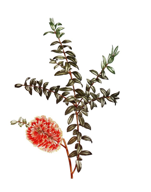 Hillock bush, a plant of the myrtle family, Melaleuca hypericifolia, after an illustration by Pierre Joseph Redoute, digitally restored reproduction of a 19th century original, Historical