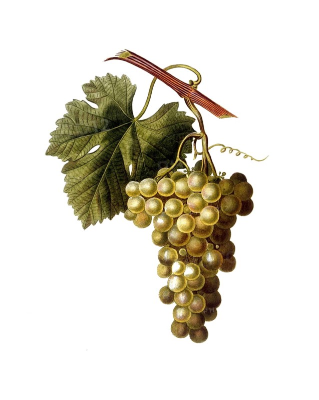 Vine, white wine, white grape, Common grape vine, Vitis vinifera, after an illustration by Pancrace Bessa, digitally restored reproduction of an original from the 19th century, Historical