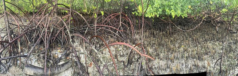 Mangroves, foreground (Rhizophora mucronata), background (Sonneratia alba), aerial roots, mangroves are among the most important ecosystems for combating the effects of climate change, coastal protection, CO2 storage, Sipaway Island, Negros, Philippines