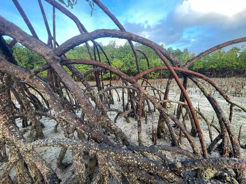 Mangroves (Rhizophora mucronata), stilt roots, mangroves are among the most important ecosystems for combating the consequences of climate change, coastal protection, CO2 storage, Sipaway Island, Negros, Philippines