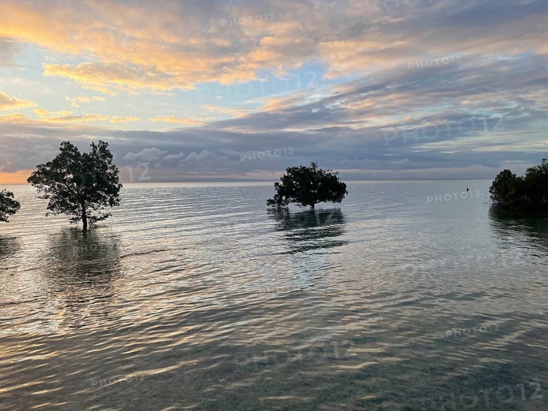 Mangrove trees (Sonneratia alba), high tide, dusk, mangroves are among the most important ecosystems for combating the effects of climate change, coastal protection, CO2 storage, Sipaway Island, Negros, Philippines