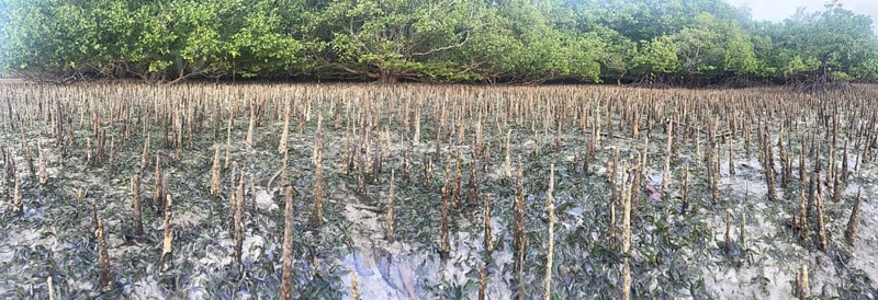 Aerial roots of the mangrove (Sonneratia alba), Panorama, Mangroves are one of the most important ecosystems for combating the effects of climate change, Coastal protection, CO2 storage, Sipaway Island, Negros, Philippines