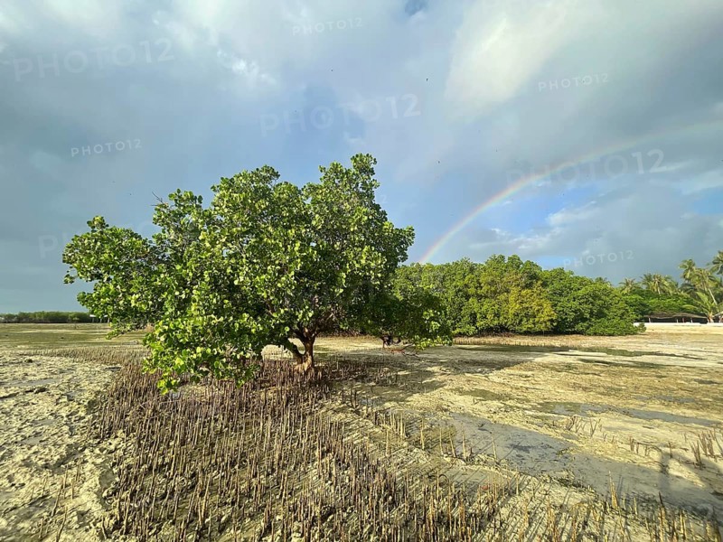 Aerial roots of the mangrove (Sonneratia alba), rainbow, mangroves are among the most important ecosystems for combating the effects of climate change, coastal protection, CO2 storage, Sipaway Island, Negros, Philippines