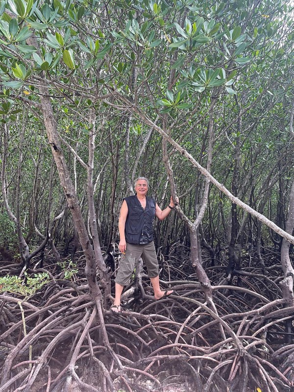 Man standing on the stilt roots of mangroves (Rhizophora mucronata), mangroves are one of the most important ecosystems to combat the consequences of climate change, coastal protection, CO2 storage, Sipaway Island, Negros, Philippines