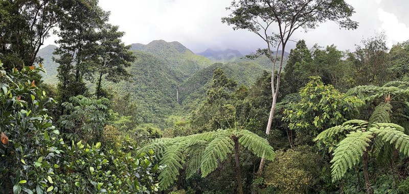 Tropical rainforest, tree ferns, rain clouds, protected area, Northern Negros Natural Park, waterfall, panorama, Negros, Northern Negros, Philippines