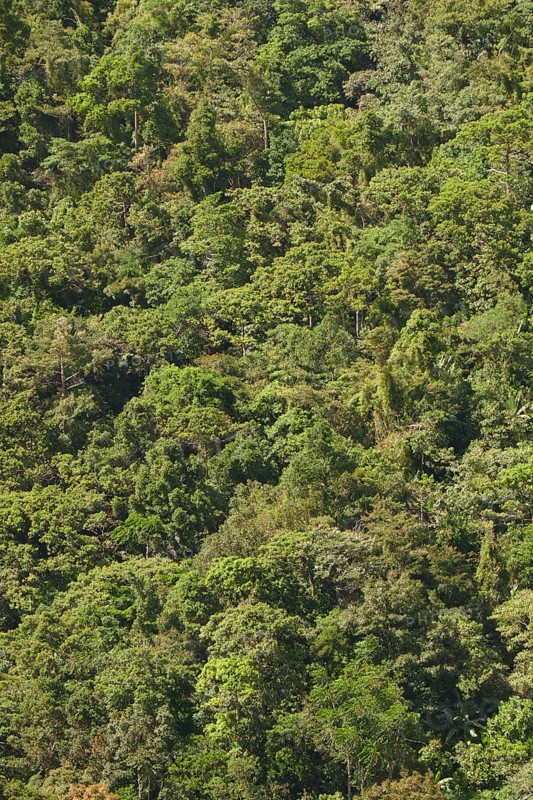 Tropical rainforest, tree fern, protected area, Northern Negros Natural Park, Negros, Northern Negros, Philippines