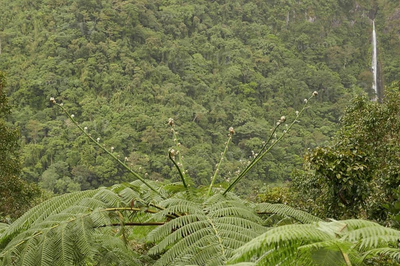 Tropical rainforest, tree fern, protected area, Northern Negros Natural Park, waterfall, Negros, Northern Negros, Philippines