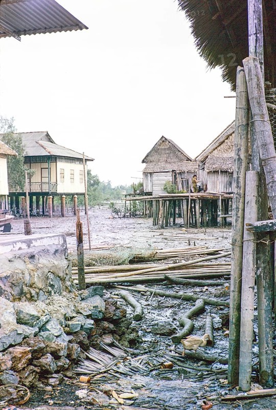 Low tide in fishing village of attap houses built on stilts, Singapore, southeast Asia 1963