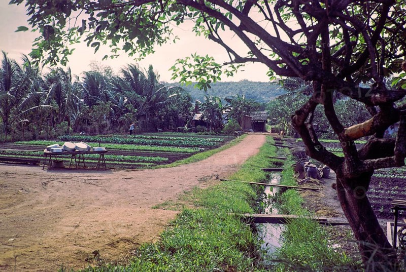 Intensive farming crops growing in fields of small farms, Singapore, southeast Asia, 1965
