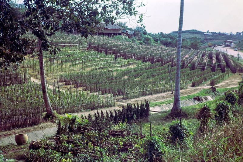 Intensive farming growing flowers and horticulture, Singapore, southeast Asia, 1965