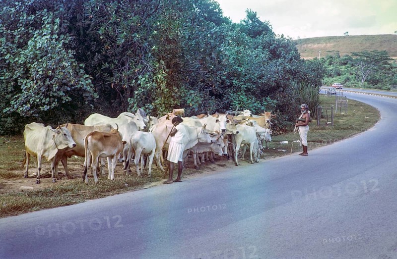Brahman cattle herd livestock with herder in verge of main road, photos of Singapore and Johor Bahru, Malaysia 1965