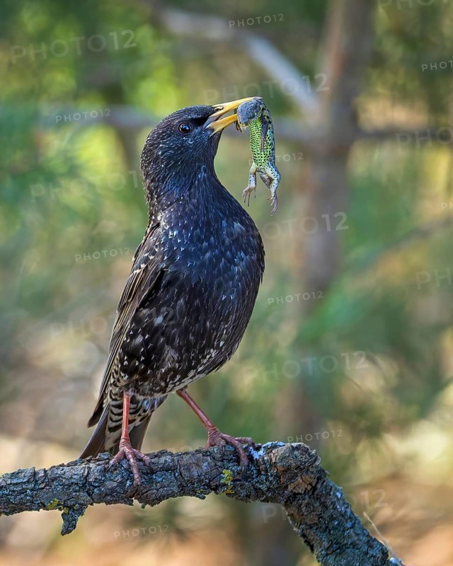 (Sturnus vulgaris), also known as Common starling, with food for the young birds, insects, with sand lizard as food for the young, moth, foraging, breeding, breeding cavity, tree cavity, nesting site, Middle Elbe River Landscape, Middle Elbe Biosphere Reserve, Saxony-Anhalt, Germany