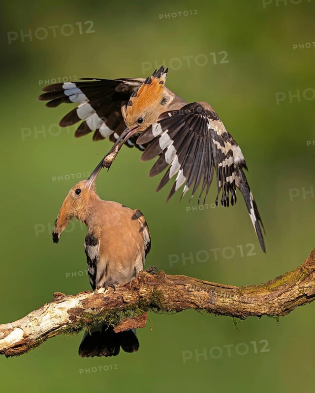 Hoopoe (Upupa epops) Bird of the Year 2022, male with food for the female, prey, alz, pair, mating, foraging, food for the young birds, erected bonnet, sunrise, interaction, breeding cave, nest, young bird begging for food, flying, approaching, wings, climate change, Middle Elbe Biosphere Reserve, Saxony-Anhalt, Germany