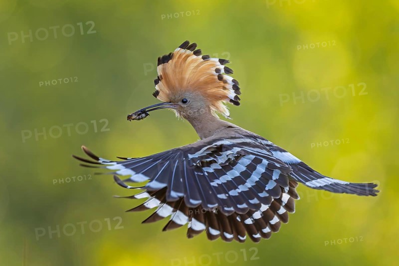 Hoopoe (Upupa epops) Bird of the Year 2022, male with food, prey, bridal gift, mating, courtship, foraging, food for the young birds, erected canopy, sunrise, interaction, flying, on approach, wings, climate change, Middle Elbe Biosphere Reserve, Saxony-Anhalt, Germany