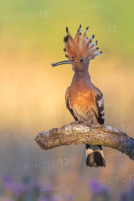 Hoopoe (Upupa epops) Bird of the Year 2022, male with food, prey, foraging, food for the young birds, erected canopy, sunrise, interaction, breeding cave, nest, young bird begging for food, sitting on branch, climate change, Middle Elbe Biosphere Reserve, Saxony-Anhalt, Germany