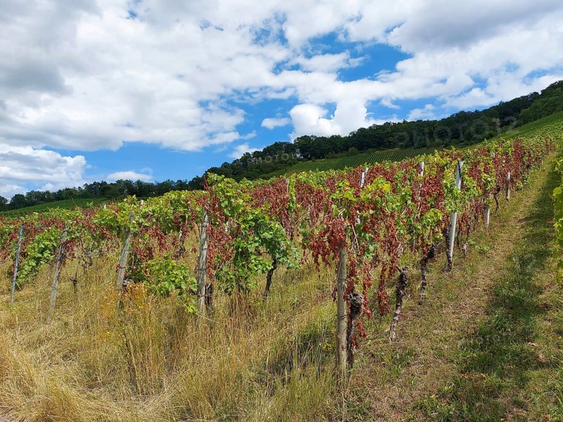 Disease-infested vines in the countryside under a cloudy summer sky, near Schwaikheim, Baden-Württemberg, Germany