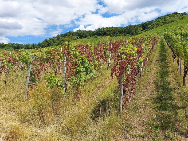 Diseased vines with green and dried leaves on a hill, summer sky, near Schwaikheim, Baden-Württemberg, Germany